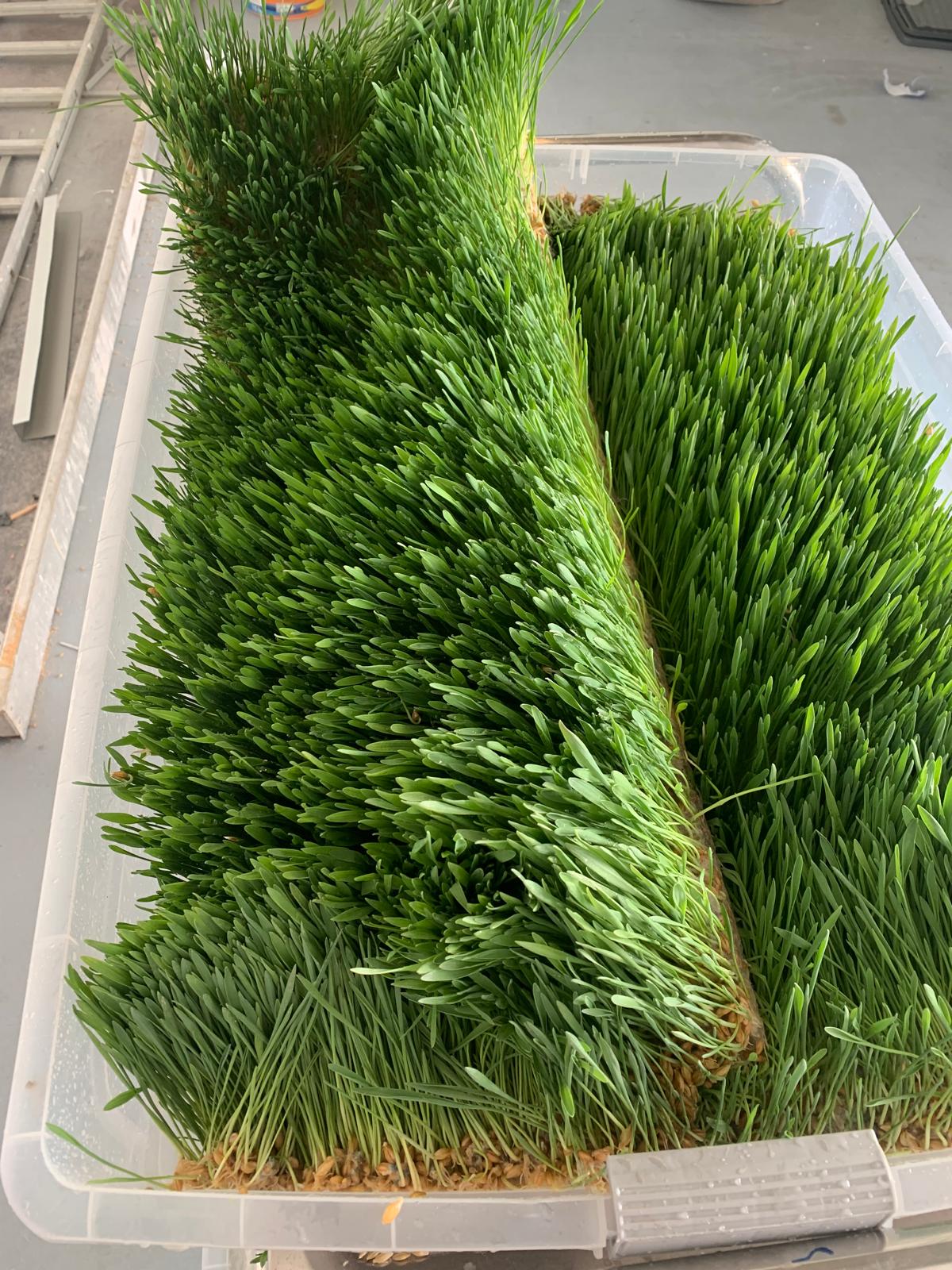 Equine Nutrition System